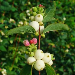 Symphorine blanche, Arbre aux perles